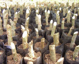 hard cuttings