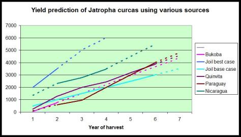 jatropha linear