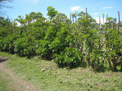 leguruki JC 10 years kl